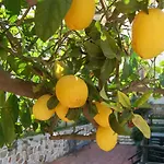 El Limonero