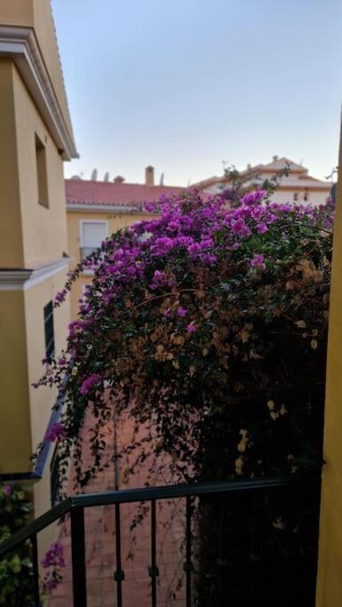 Sea View Garden Oasis Apartment *