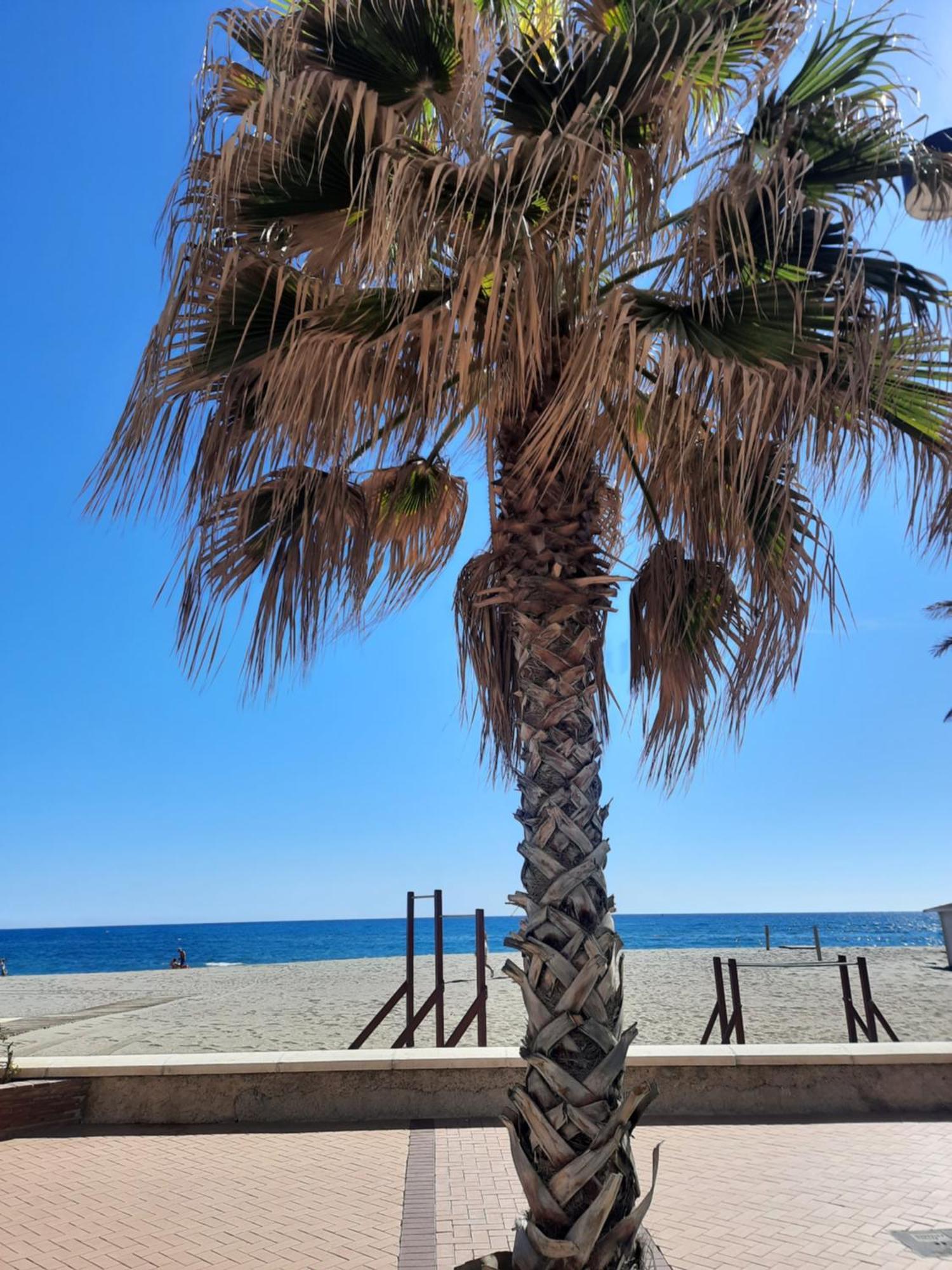 Carvajal Front Line Primera Linea Fuengirola