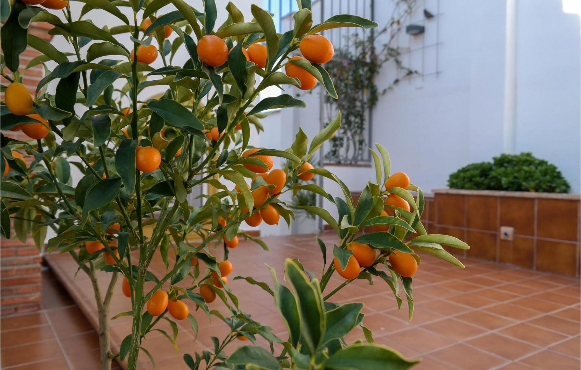 Apartment In Fuengirola, Malaga With Kitchen