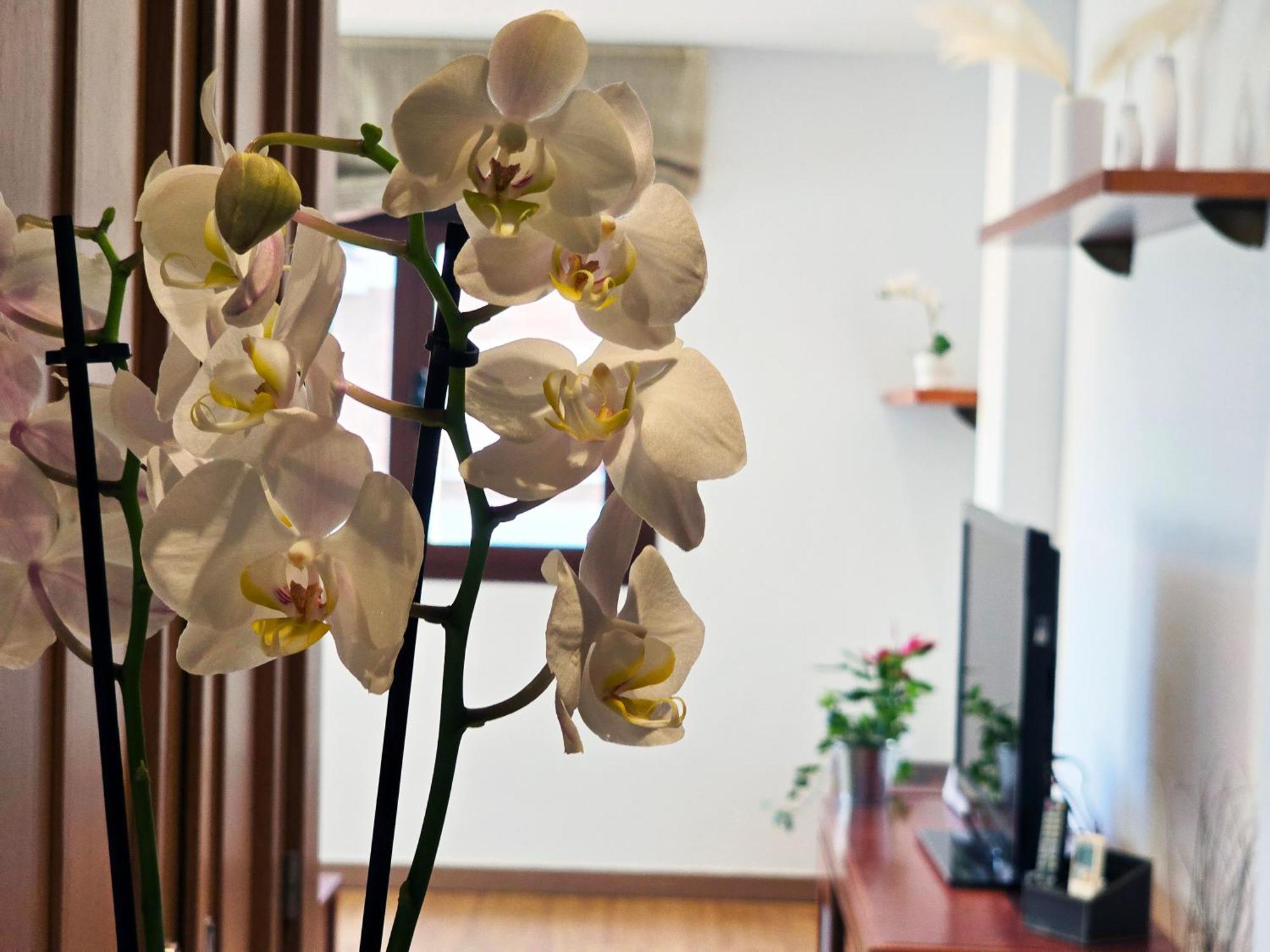 Aa Guest - The Orchid Center Eco Apartamento Fuengirola